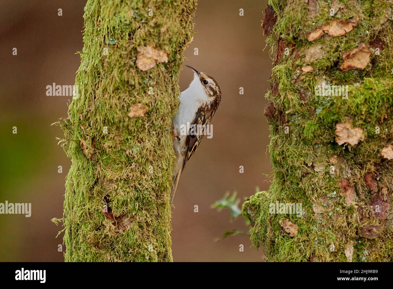 Eurasischer Baumkäfer, Certhia familiaris, Rosneath Peninsula, Argyll, Schottland, VEREINIGTES KÖNIGREICH Stockfoto