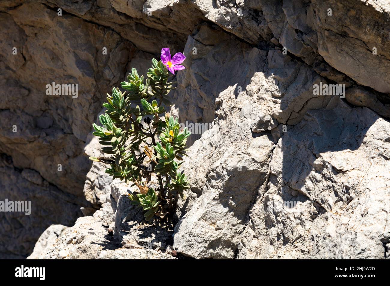 Weiße Steinrose, Cistus albidus, mit blühenden in rosa und wächst auf dem Felsen, Mallorca, Spannweite Stockfoto