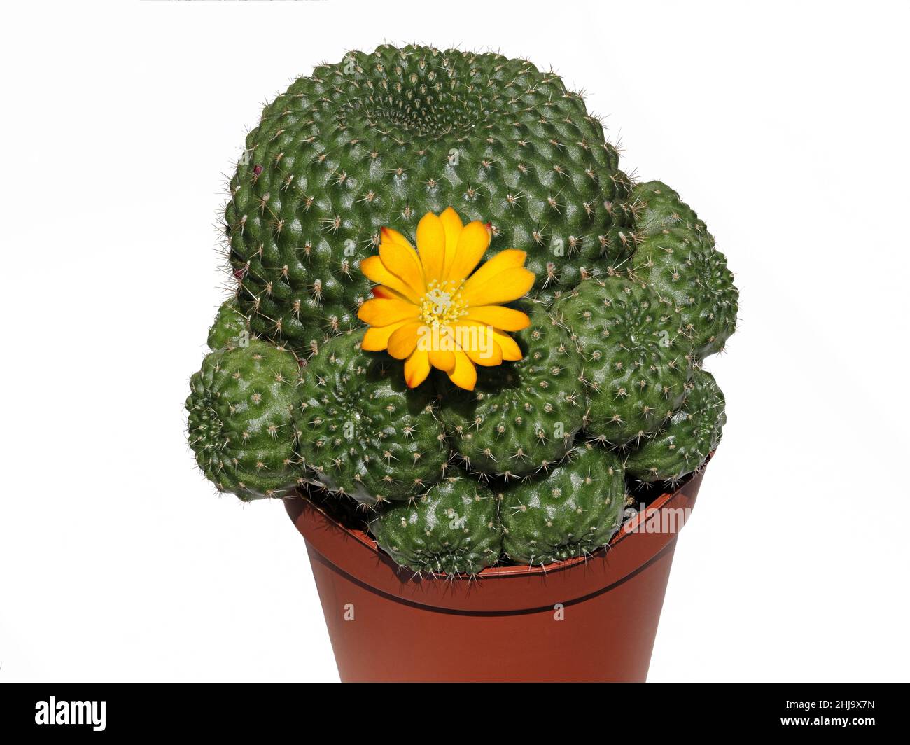 Kaktus republitia mit gelber Blüte im Topf Stockfoto