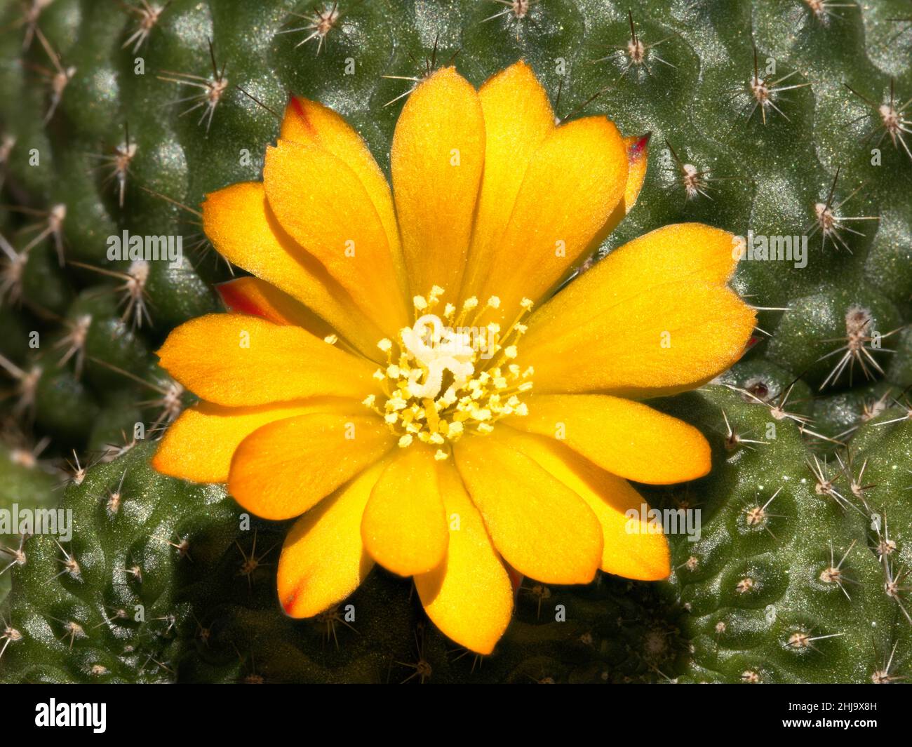 Kaktus republitia mit gelber Blüte Stockfoto