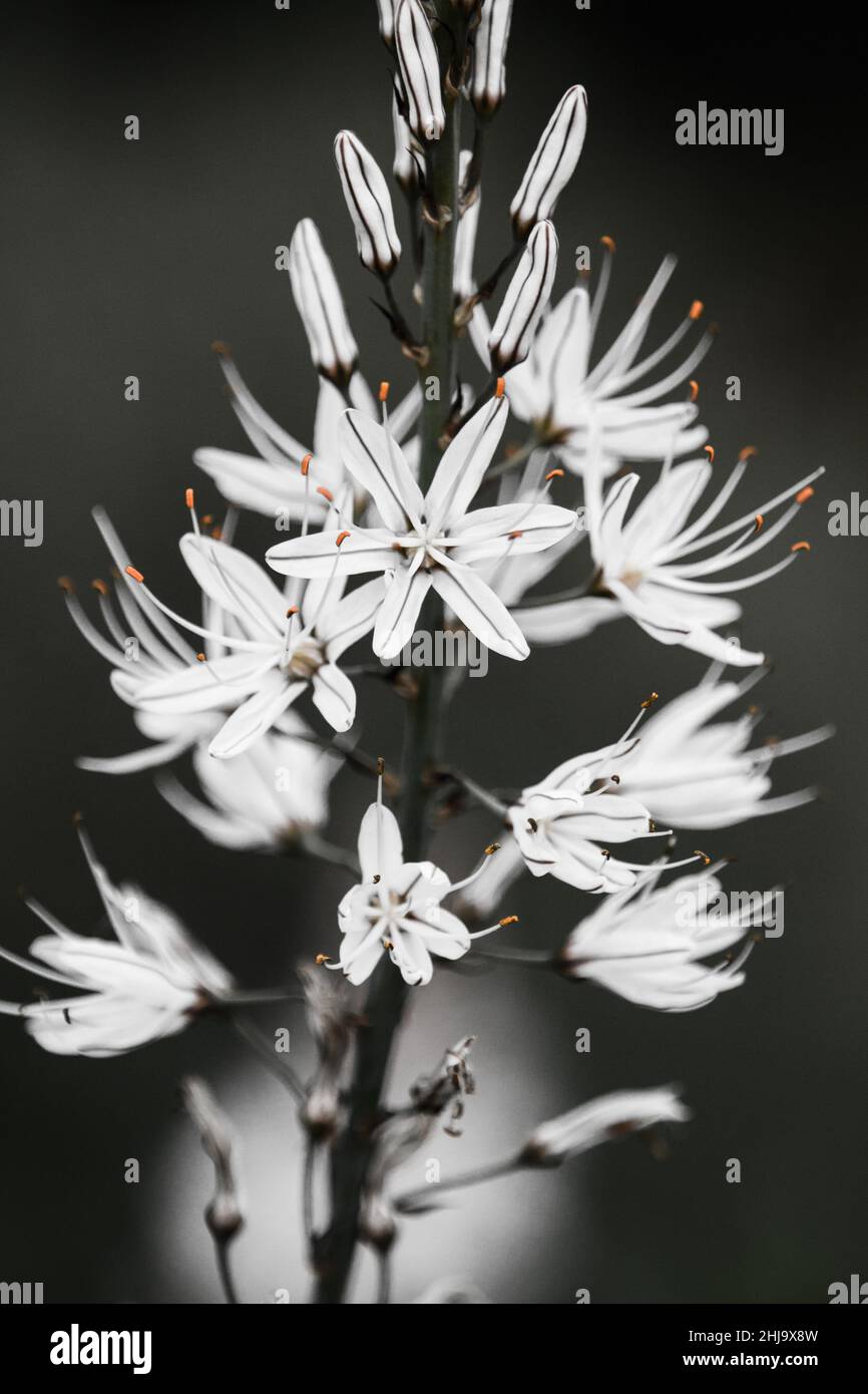 Mehrere weiße Blumen im Freien, die auf einem dunkelschwarzen Hintergrund blühen. Stockfoto