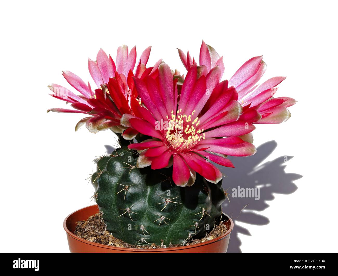 Kaktus Gymnocalycium baldianum mit drei roten Blüten im Topf, Hintergrund weiß Stockfoto