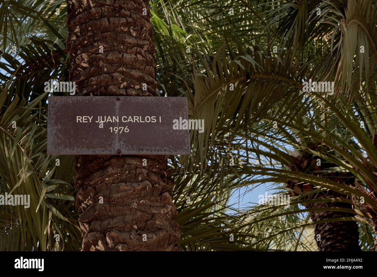 Palmen getauft mit dem Namen der illustren Besucher im Huerto del Cura in der Stadt Elche, Provinz Alicante, Spanien, König Juan Carlos. Stockfoto