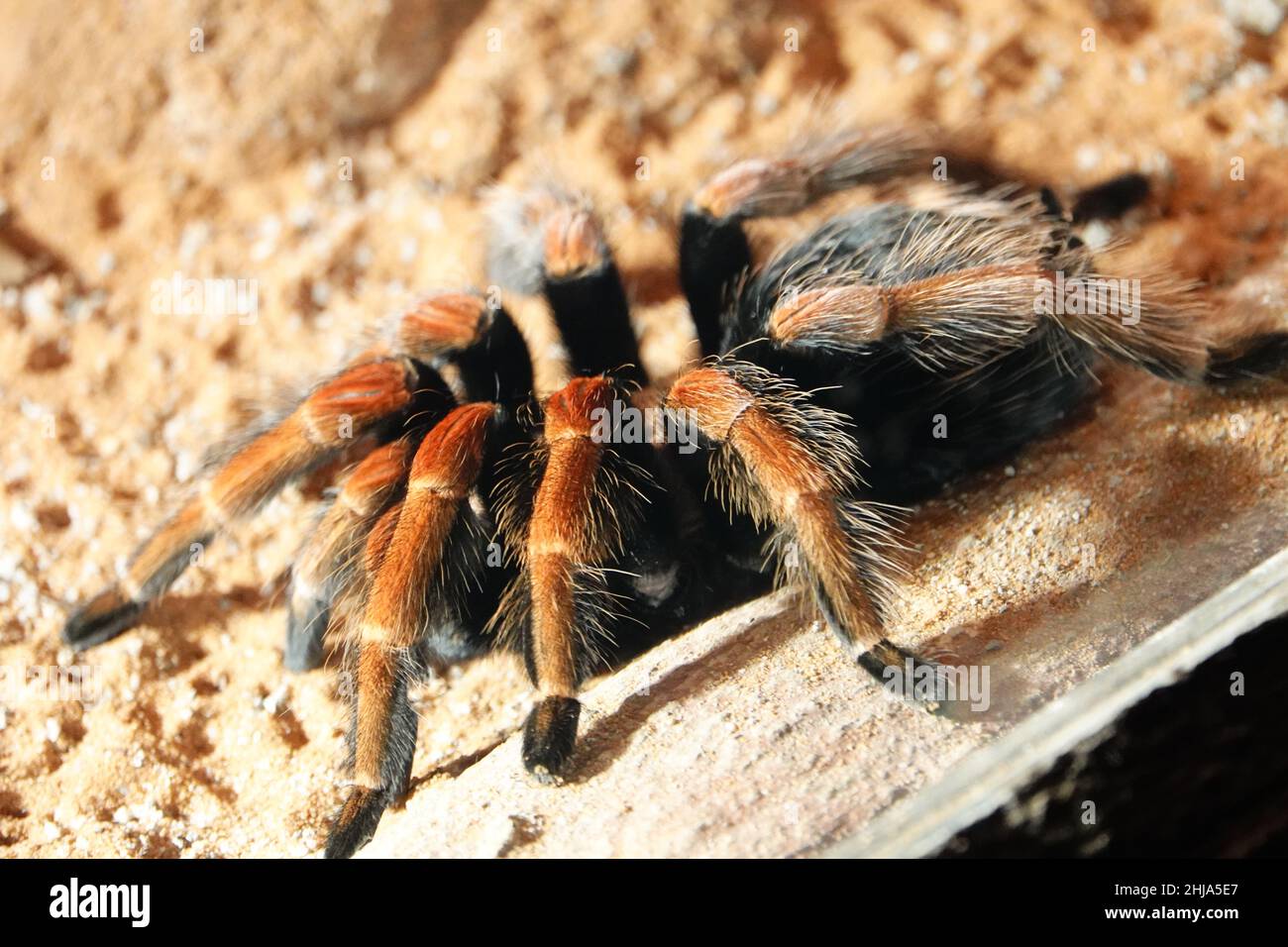 Nahaufnahme einer haarigen Tarantula-Spinne in ihrem natürlichen Lebensraum Stockfoto