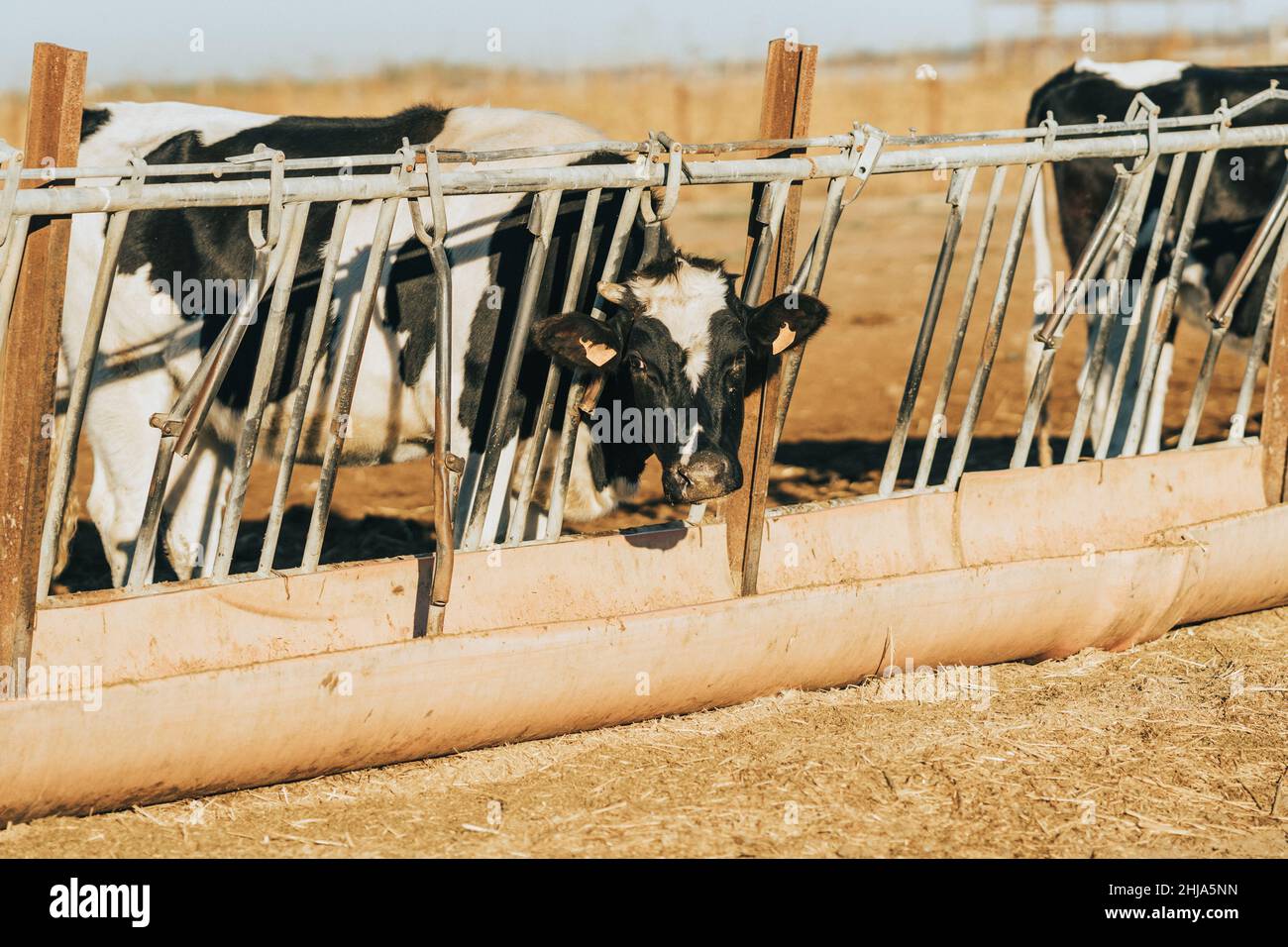 Kuh mit einem einzigen Horn frisst Futter in einem Trog durch Riegel Stockfoto