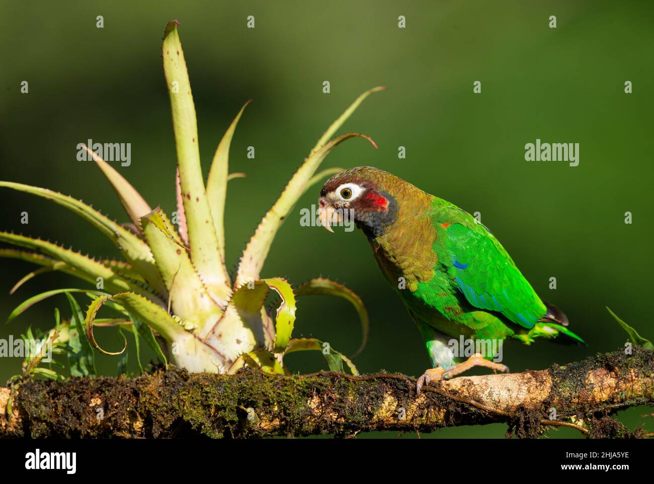 Papagei mit brauner Kapuze (Pionopsitta haematotis) Stockfoto