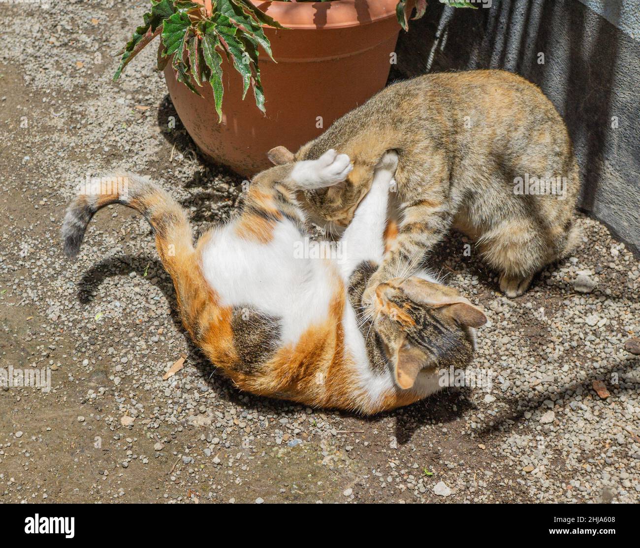 Zwei junge katzen sparring Fotos und Bildmaterial in hoher Auflösung Alamy