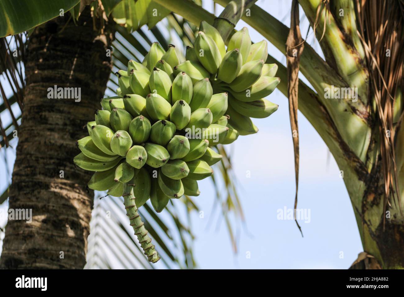 Lebhafte Ansammlung unreifer grüner Bananen aus einem Garten im Hinterhof der Stadt, die auf einem üppigen Bananenbaum unter einem klaren blauen Himmel wachsen. Stockfoto