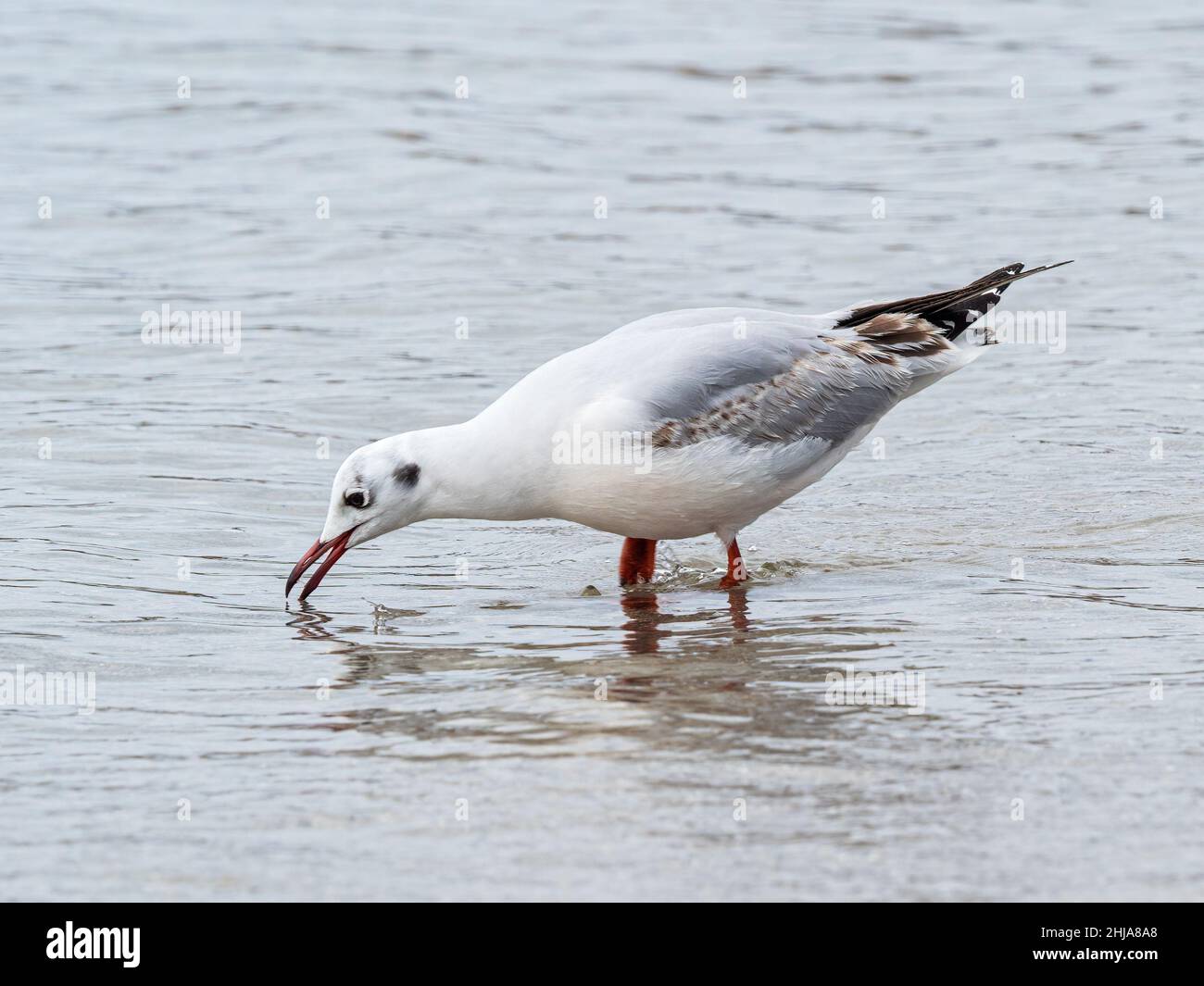 Eine juvenile, braune Möwe mit Kapuze, Chroicocephalus maculipennis, bei Ebbe auf Saunders Island, Falklands. Stockfoto