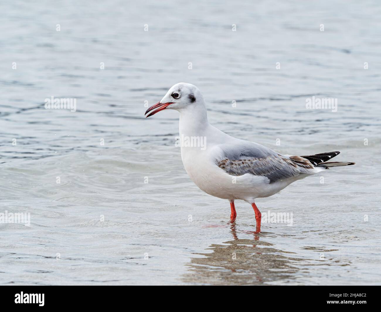 Eine juvenile, braune Möwe mit Kapuze, Chroicocephalus maculipennis, bei Ebbe auf Saunders Island, Falklands. Stockfoto