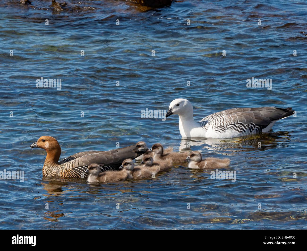 Ein Paar Upland-Gänse, Chloephaga picta, mit Gänsen auf Carcass Island, Falkland Islands. Stockfoto