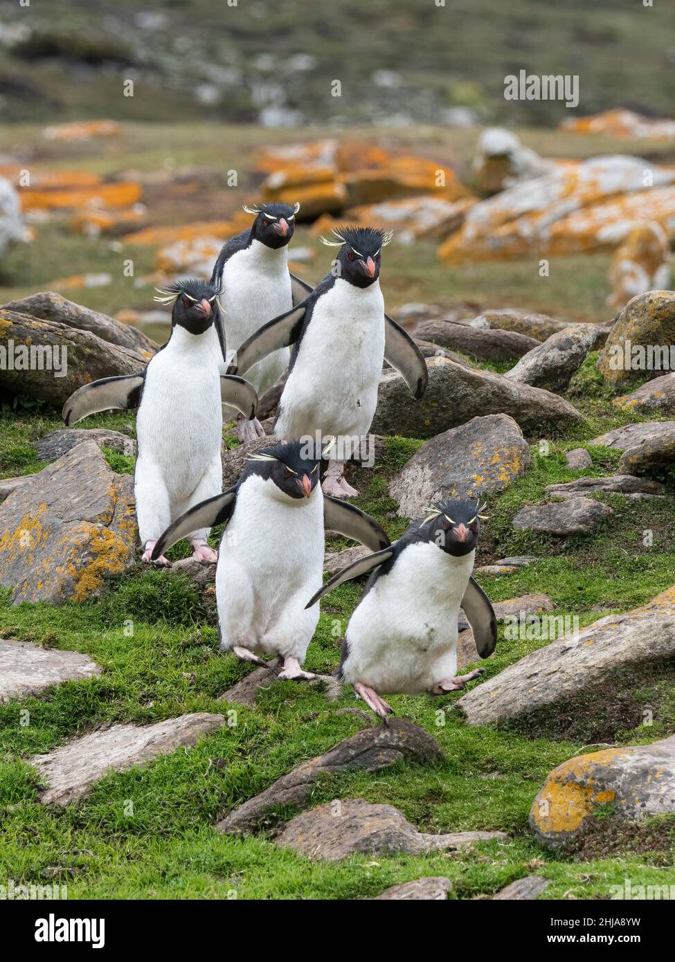 Ausgewachsene südliche Steintrichter-Pinguine, Eudyptes chrysocome, auf Saunders Island, Falkland Islands. Stockfoto