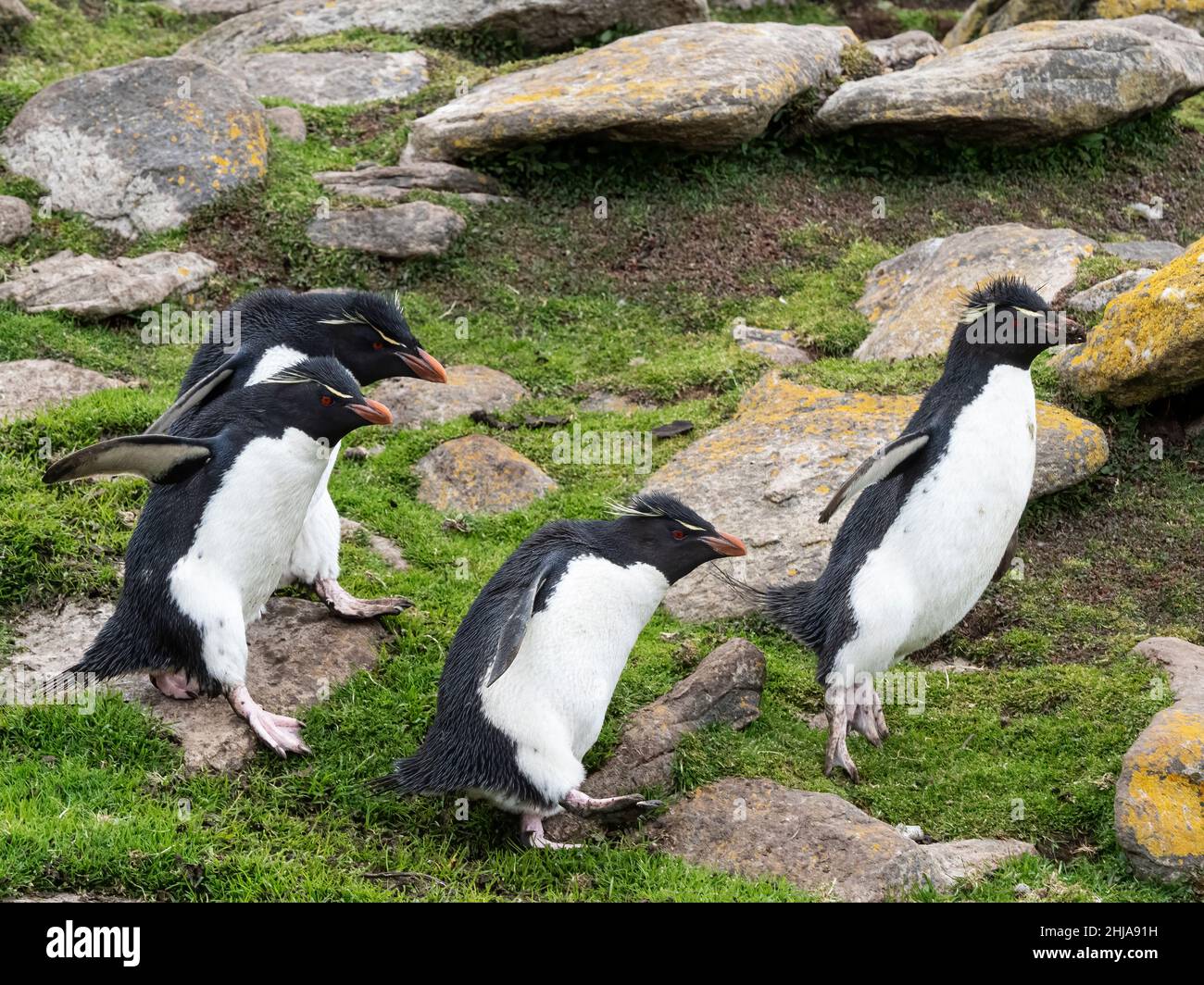 Ausgewachsene südliche Steintrichter-Pinguine, Eudyptes chrysocome, auf Saunders Island, Falkland Islands. Stockfoto