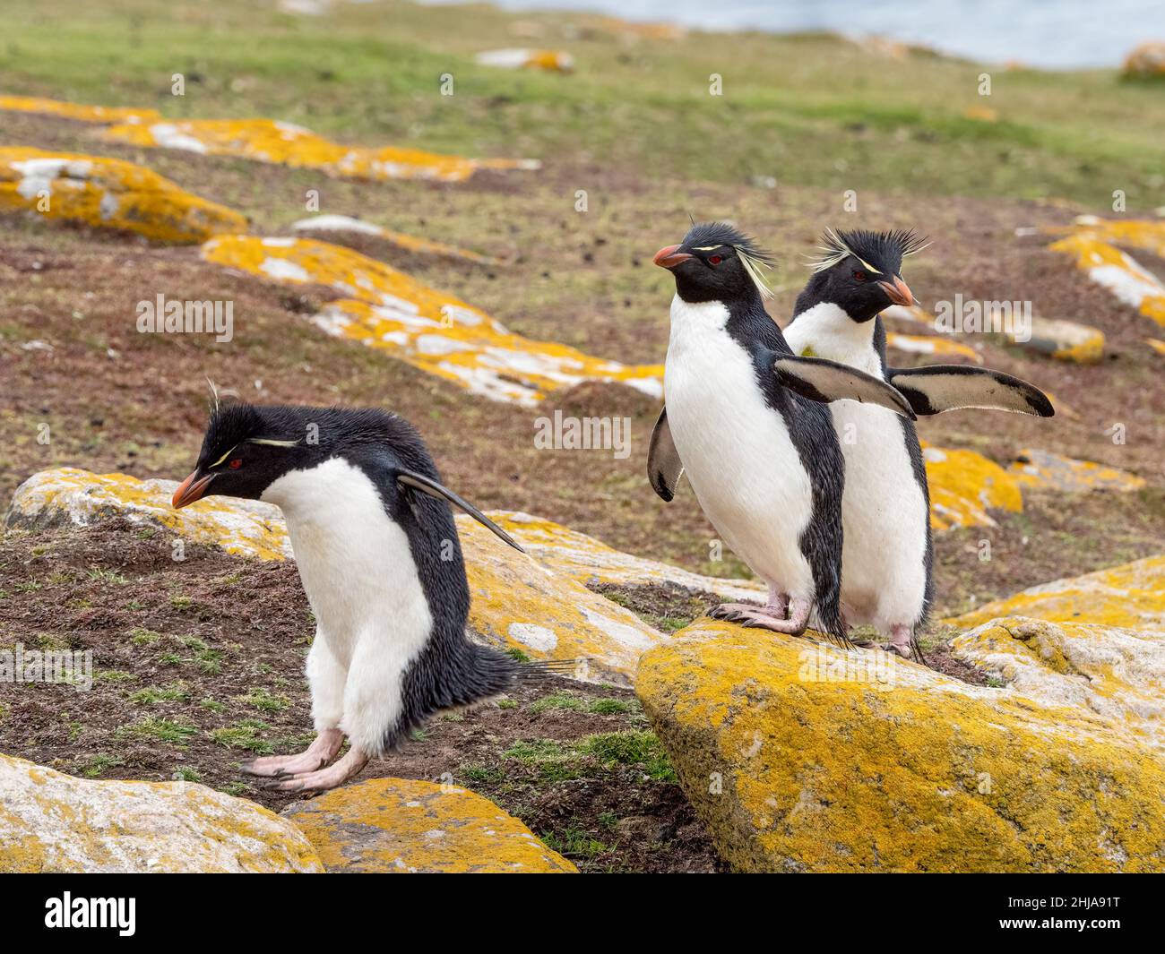 Ausgewachsene südliche Steintrichter-Pinguine, Eudyptes chrysocome, auf Saunders Island, Falkland Islands. Stockfoto