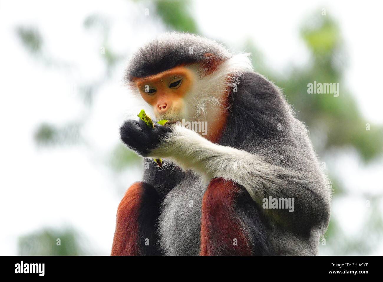 Ein Porträt eines rothantierten Dukys, der Blätter in einem Zoo mit verschwommenem Hintergrund frisst Stockfoto