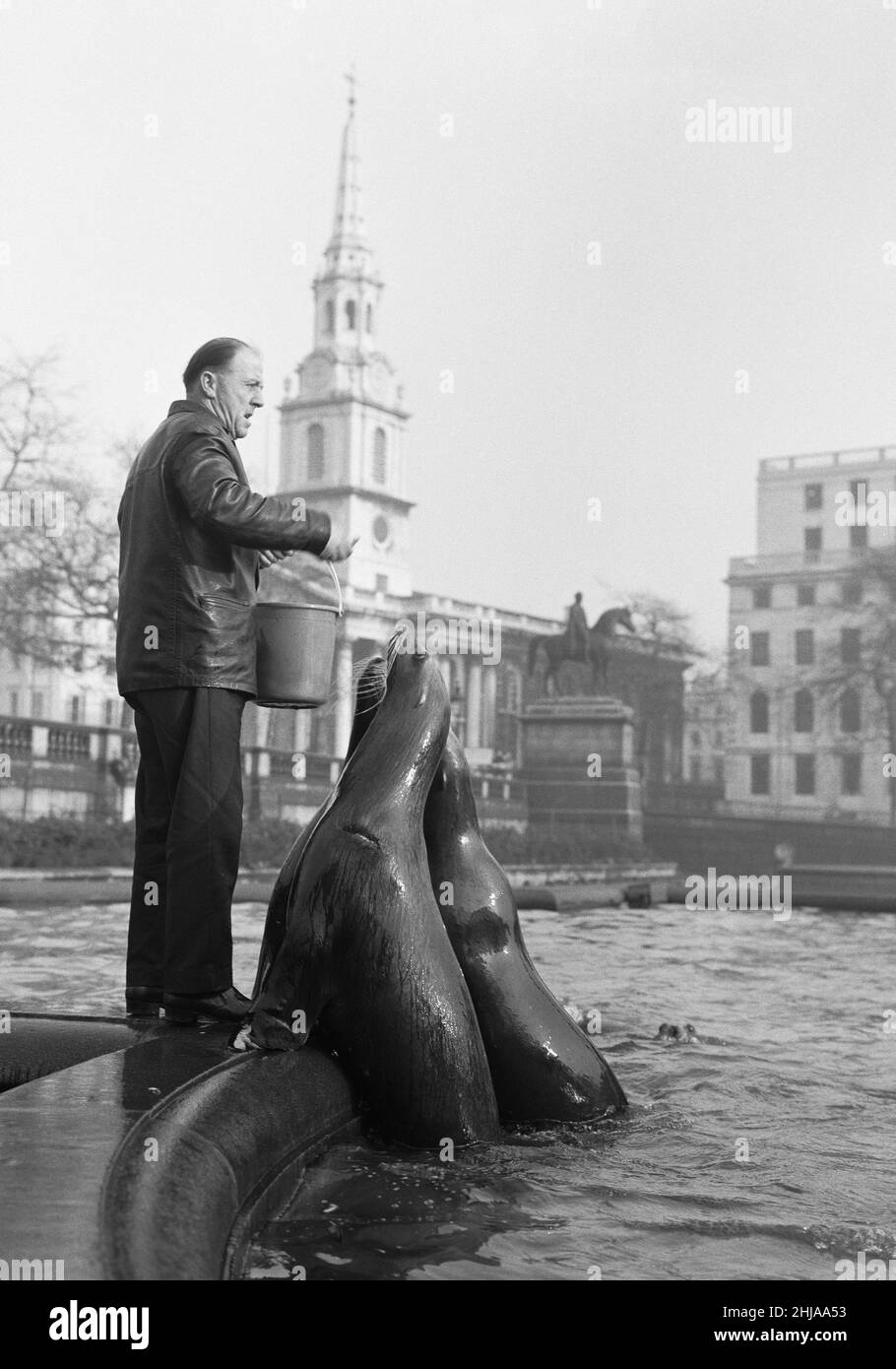 Es war genau 11,50am Uhr an einem kalten, hellen Morgen am Trafalgar Square, als vier 8 Jahre alte Seelöwen die Stufen am Trafalgar Square hinuntersprangen und sich in die Springbrunnen unterhalb der Nelson-Säule sprangen. Die vier Seelöwen Billy, Hoola, Nanouk und Toto haben in einigen der besten Brunnen Europas unverschämt in der Öffentlichkeit gebadet. Schließlich, wenn Sie ein Top-Zirkus Seelöwe, nur das Beste ist gut genug. Als sie also nach London kamen, um im Zirkus der Bertram Mills in Olympia zu erscheinen, dachte ihr Trainer Fernand Danion an den Trafalgar Square in London. 16th. Januar 1964 Stockfoto