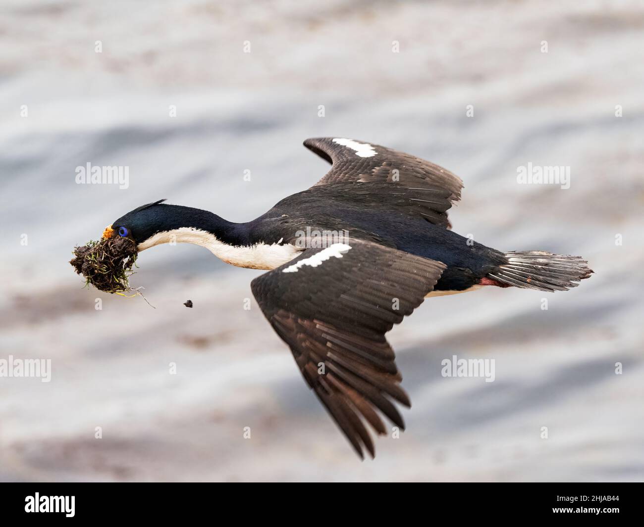 Erwachsener imperialer Kormoran, Phalacrocorax atriceps, der mit Nistmaterial vom Meer zurückkehrt, Saunders Island, Falklands. Stockfoto