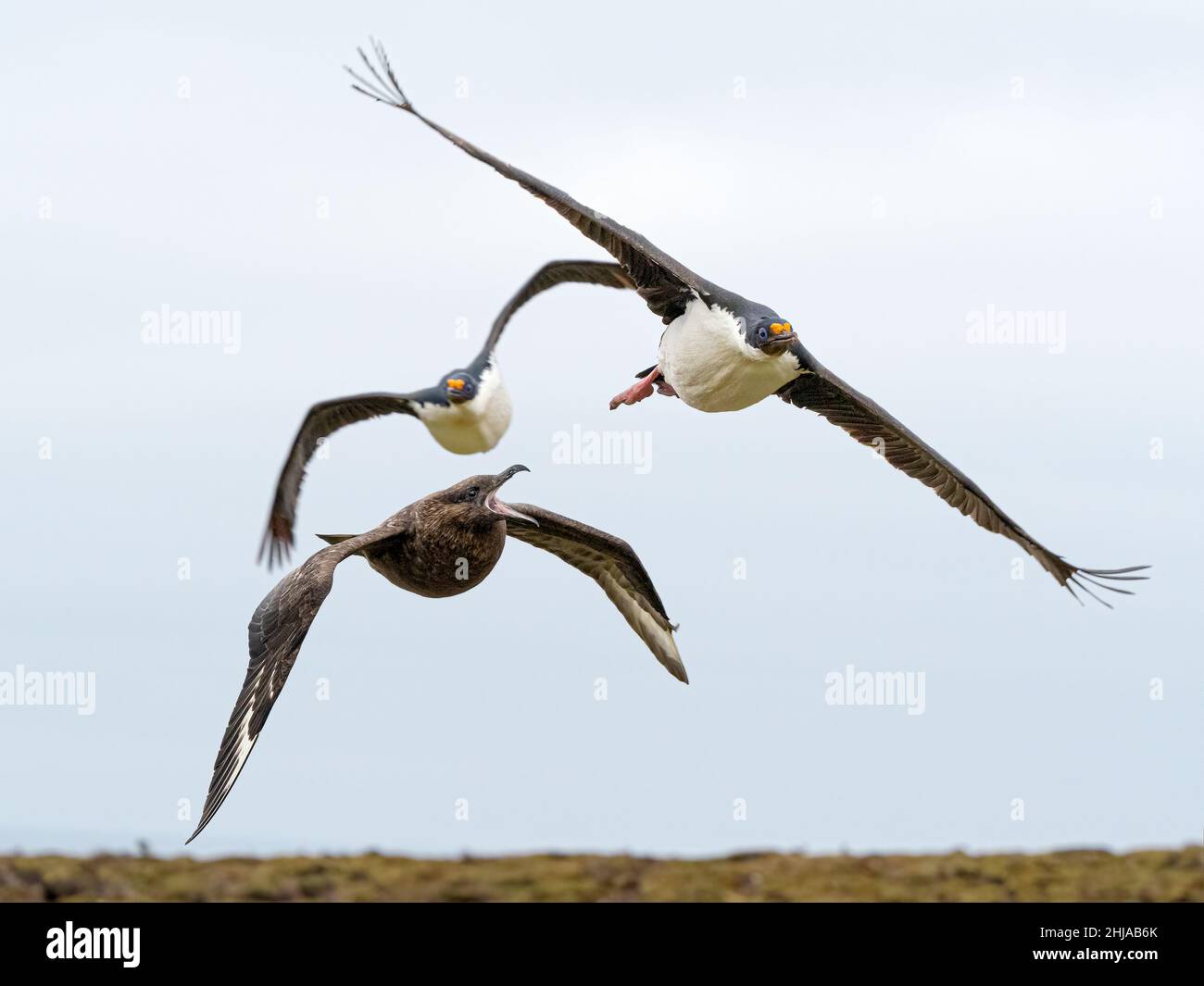 Erwachsene imperiale Kormorane, Phalacrocorax atriceps, werden auf der Bleaker Island, Falklands, von einem braunen Skua belästigt. Stockfoto
