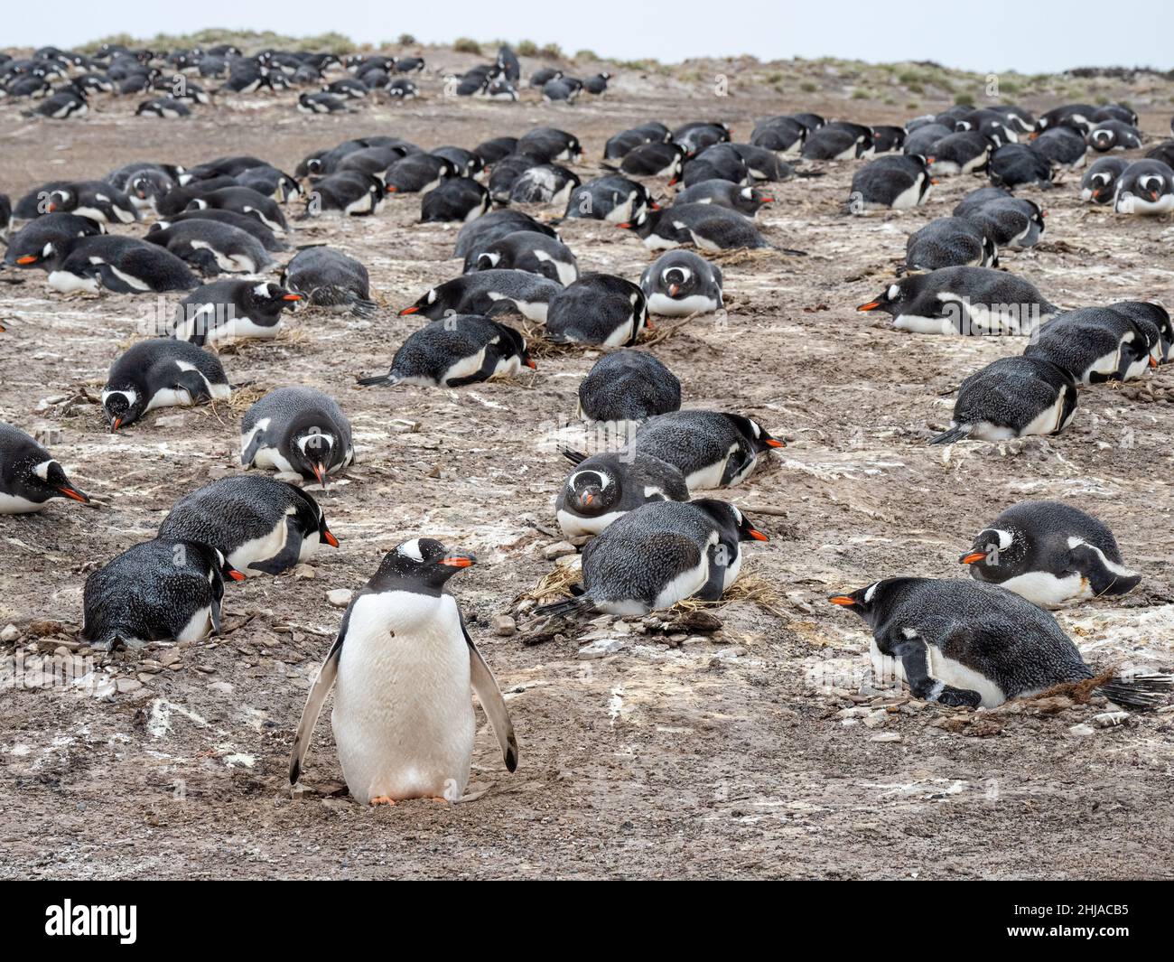 Gentoo-Pinguine, Pygoscelis papua, am Nistplatz auf Bull Point, East Island, Falklands. Stockfoto