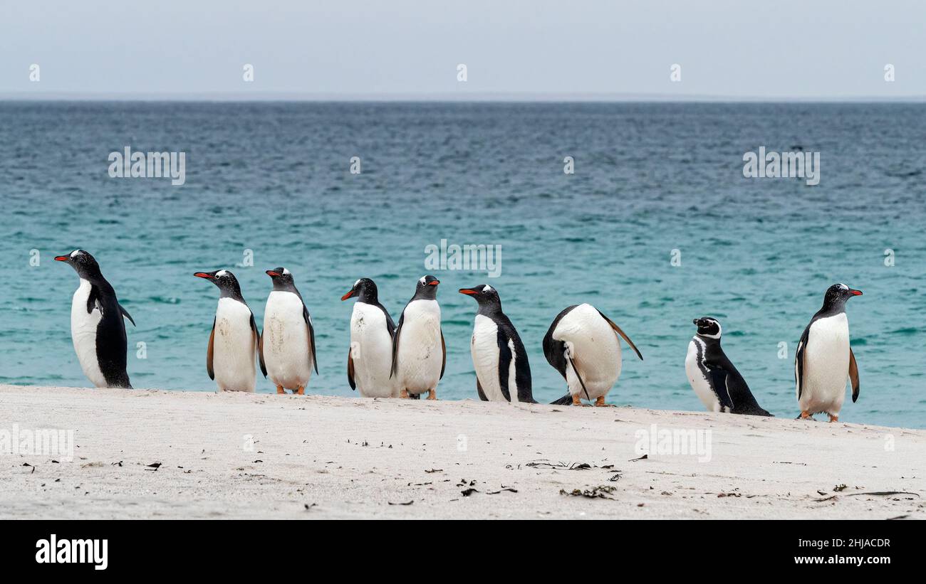 Gentoo-Pinguine, Pygoscelis papua, mit einem einzigen Magellanic-Pinguin auf der Bleaker Island, Falklands. Stockfoto