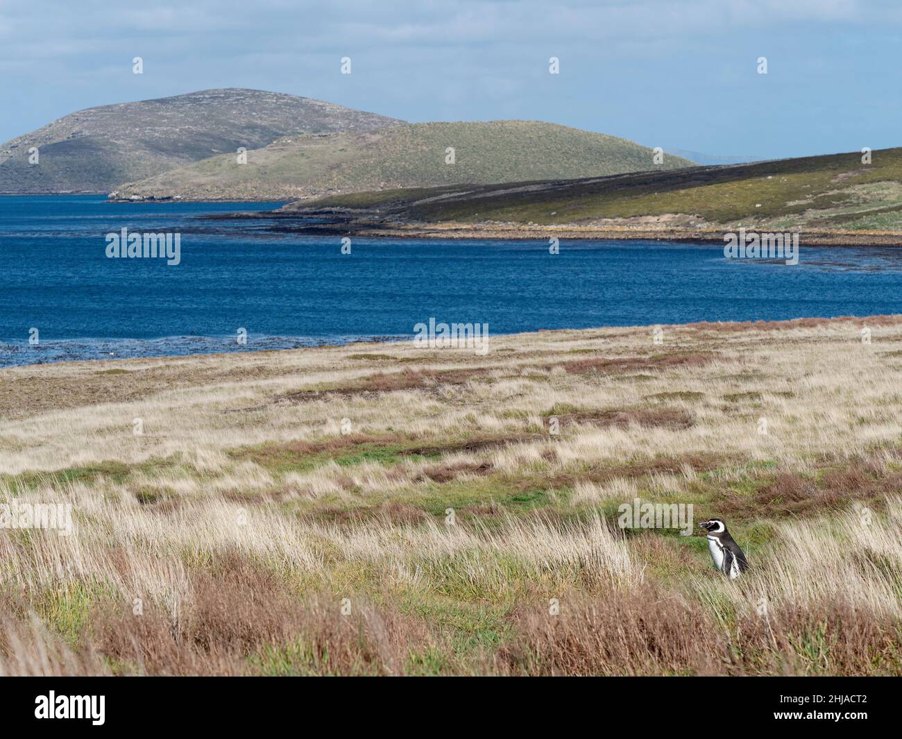 Erwachsener Magellanic-Pinguin, Spheniscus magellanicus, auf New Island, Falkland Islands. Stockfoto
