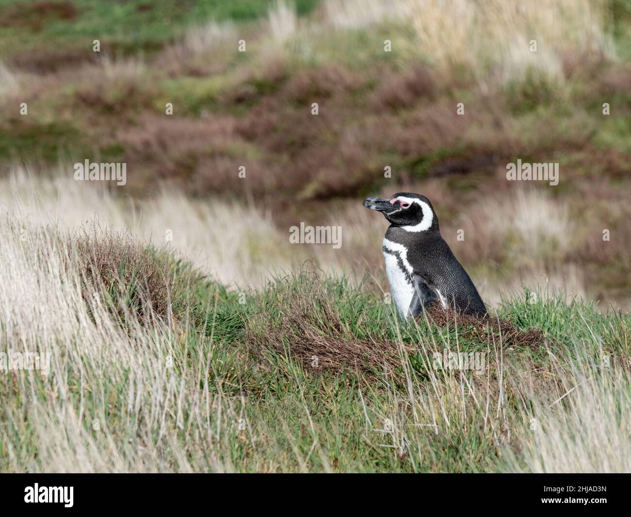 Erwachsener Magellanic-Pinguin, Spheniscus magellanicus, auf New Island, Falkland Islands. Stockfoto