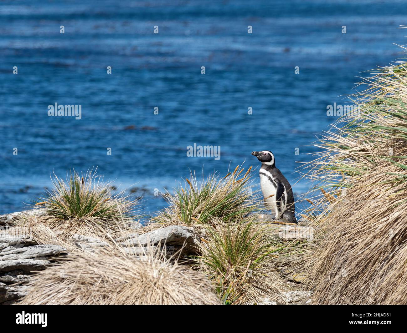 Erwachsener Magellanischer Pinguin, Spheniscus magellanicus, der vom Meer auf der Insel Carcass, Falklandinseln, zurückkehrt. Stockfoto