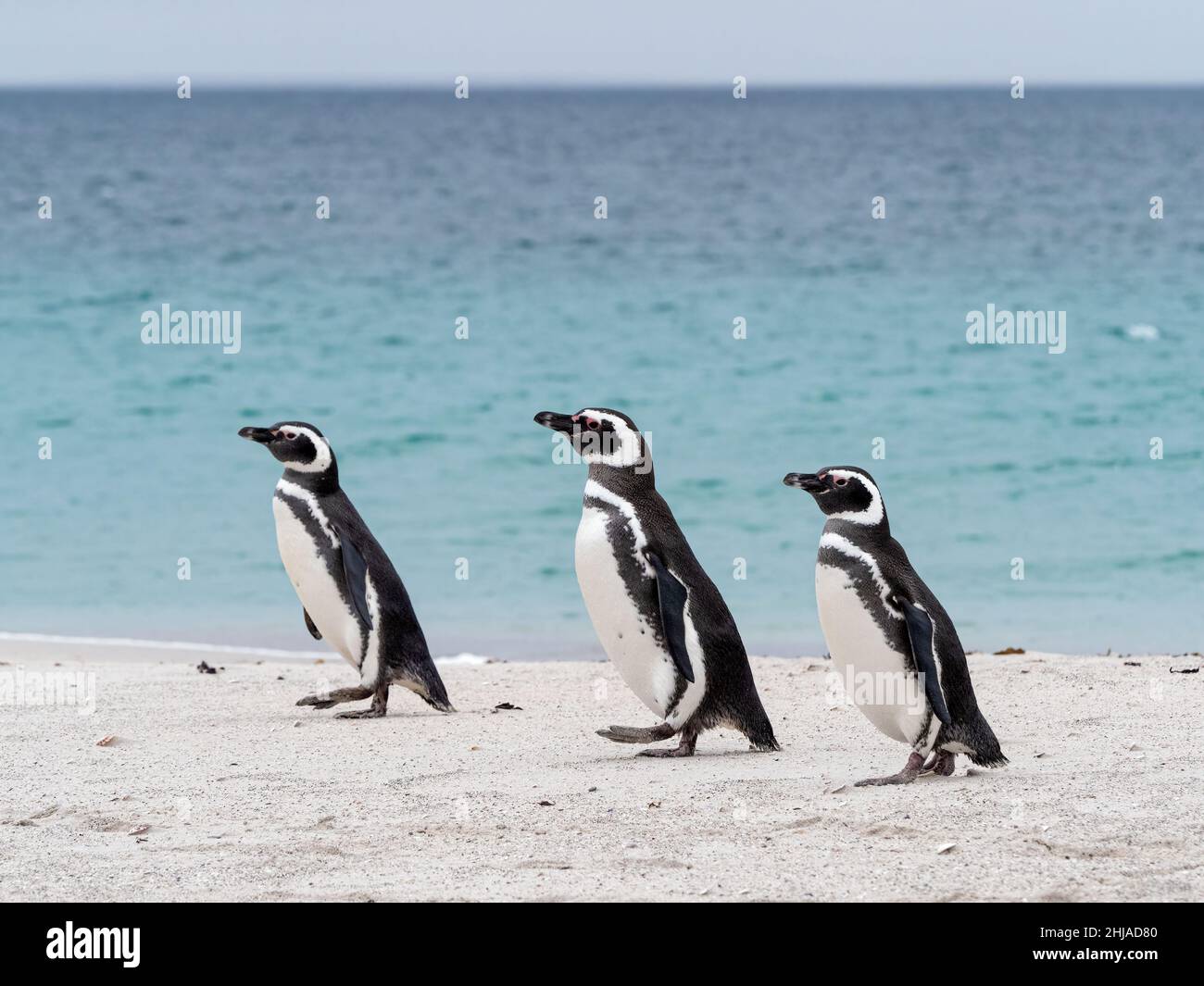 Erwachsene Magellanic-Pinguine, Spheniscus magellanicus, kehren vom Meer auf Bleaker Island, Falklands, zurück. Stockfoto