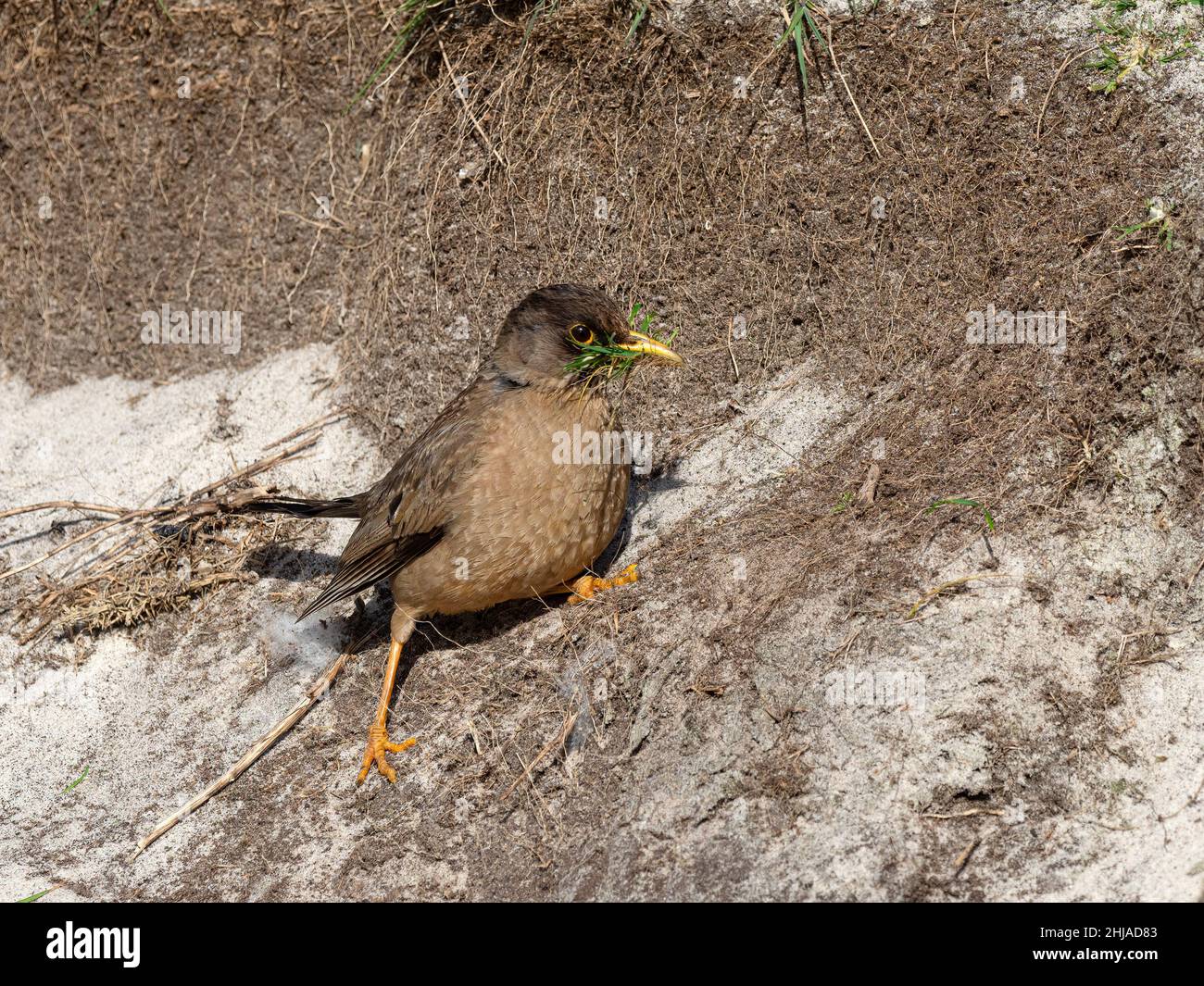 Eine Erwachsene Austral-Drossel, Turdus falcklandii, sammelt Nistmaterial auf New Island, Falkland Islands. Stockfoto