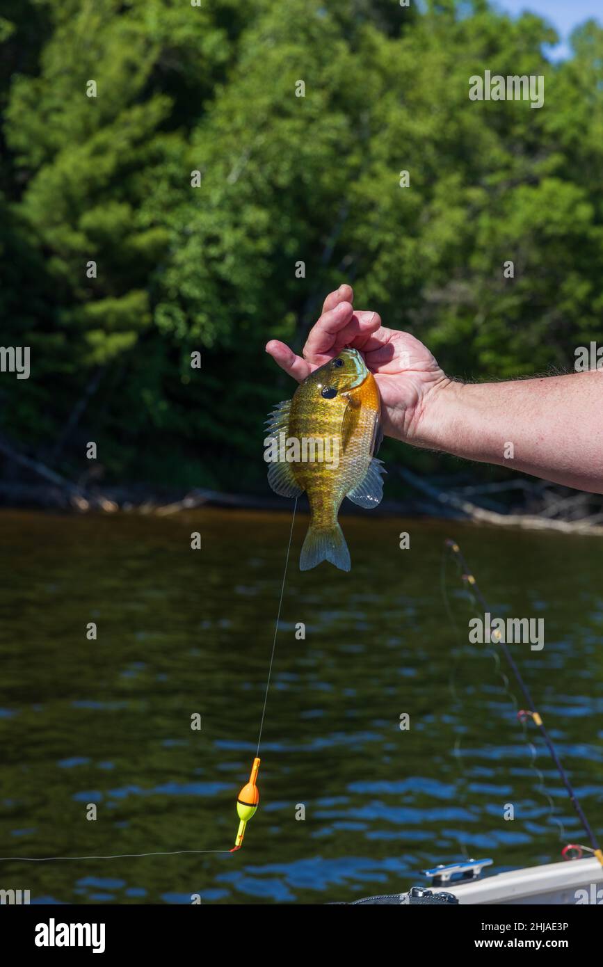 Lebender fischkder -Fotos und -Bildmaterial in hoher Auflsung  Alamy