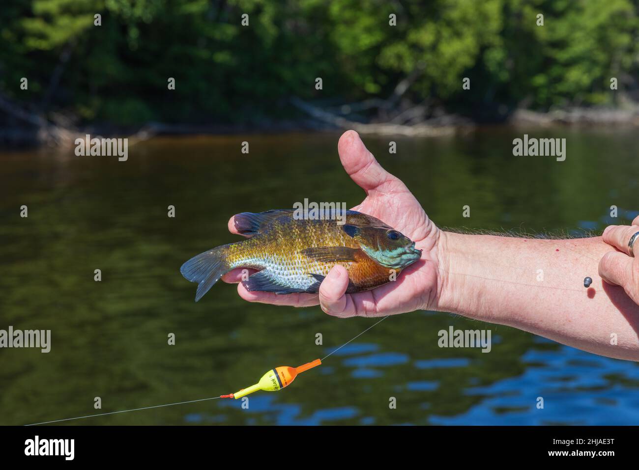 Ein Bluegill, der mit lebenden Ködern auf der Chippewa Flowage im Norden von Wisconsin gefangen wurde. Stockfoto