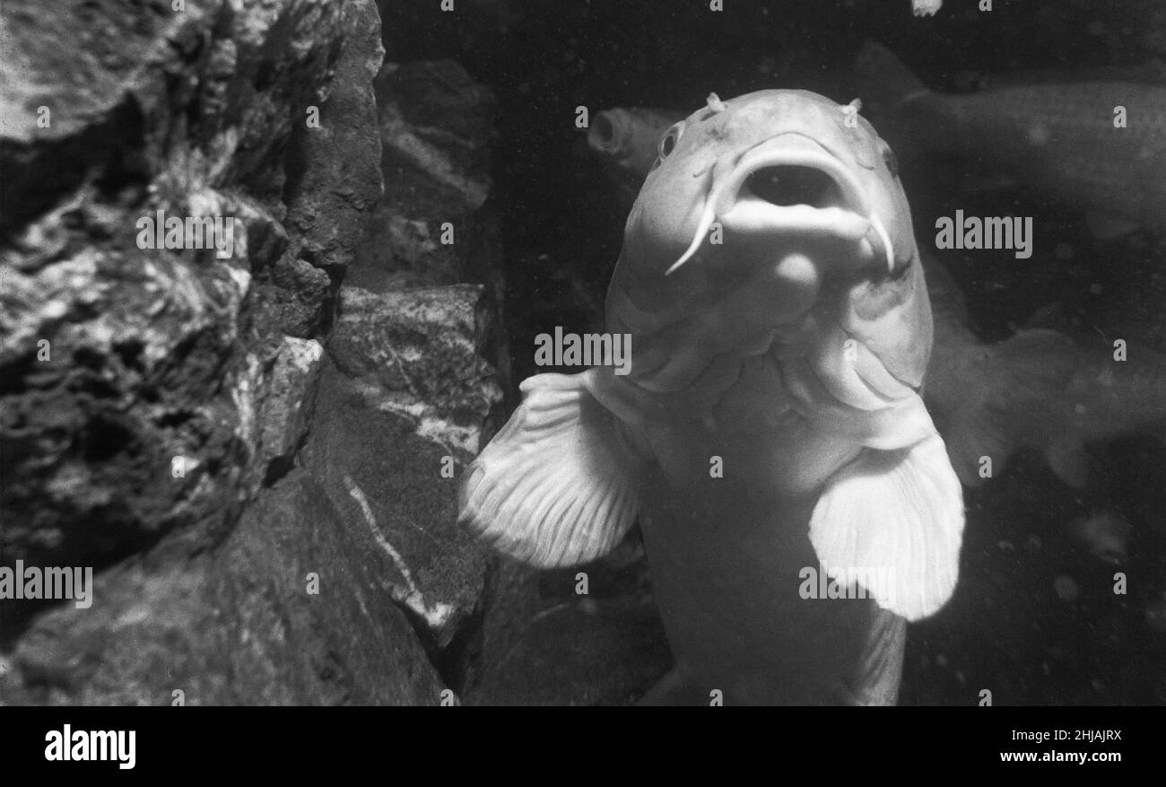 Clarissa der 44 lb Carp im Londoner Zoo Aquarium schaut sich die Kamera des Spiegelfotografen George Greenwell genauer an. 25th. August 1963 Stockfoto