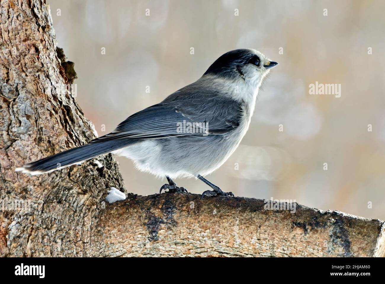 Ein wilder kanadischer Jay schaut weg und ist bereit, in Sicherheit im ländlichen Alberta, Kanada, zu fliegen Stockfoto