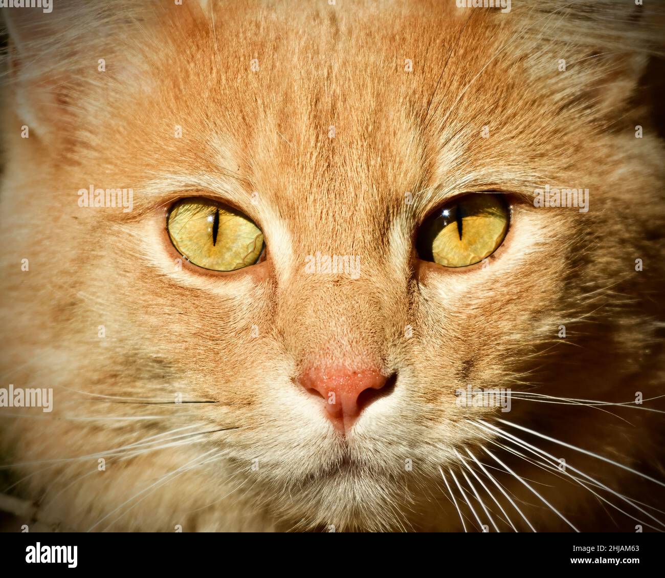 Nahaufnahme des Gesichts einer Hauskatze Stockfoto