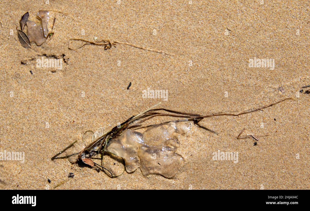 Am Strand von Keurbooms Beach in Südafrika wurden Salpen gewaschen Stockfoto