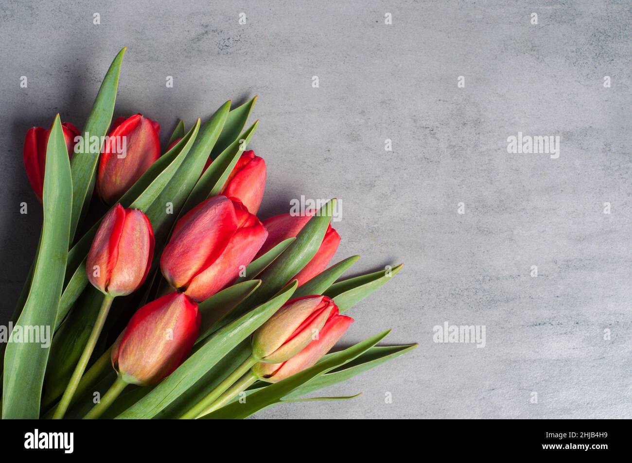 Bouquet von frischen roten Tulpenblüten auf dunkler Oberfläche Hintergrund mit Kopie Raum sitzen Stockfoto