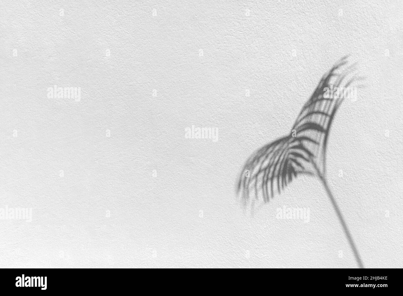 Palmenblatt schwarzer Schatten weiße Texturwand, graue tropische Blätter spiegeln sich auf der hellen Oberfläche, abstrakter Pflanzenzweig Schatten, Sommer Natur Hintergrund Stockfoto