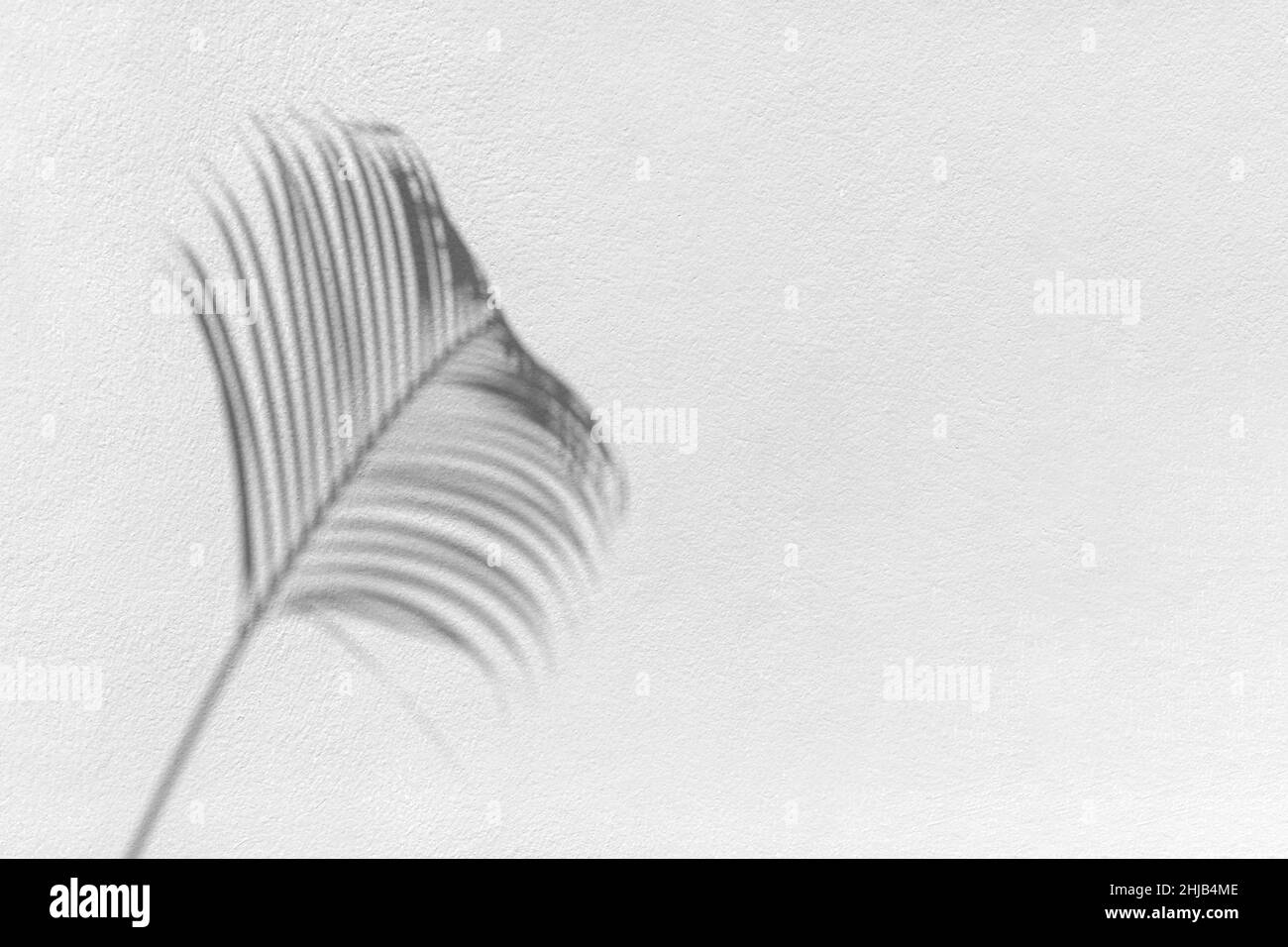 Palmenblatt schwarzer Schatten weiße Texturwand, graue tropische Blätter spiegeln sich auf der hellen Oberfläche, abstrakter Pflanzenzweig Schatten, Sommer Natur Hintergrund Stockfoto