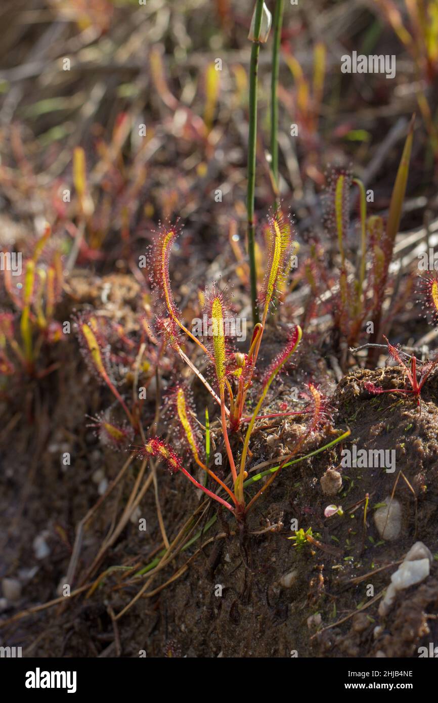 Einzelexemplar von Drosera capensis in natürlichem Lebensraum auf dem Tafelberg am Westkap von Südafrika Stockfoto