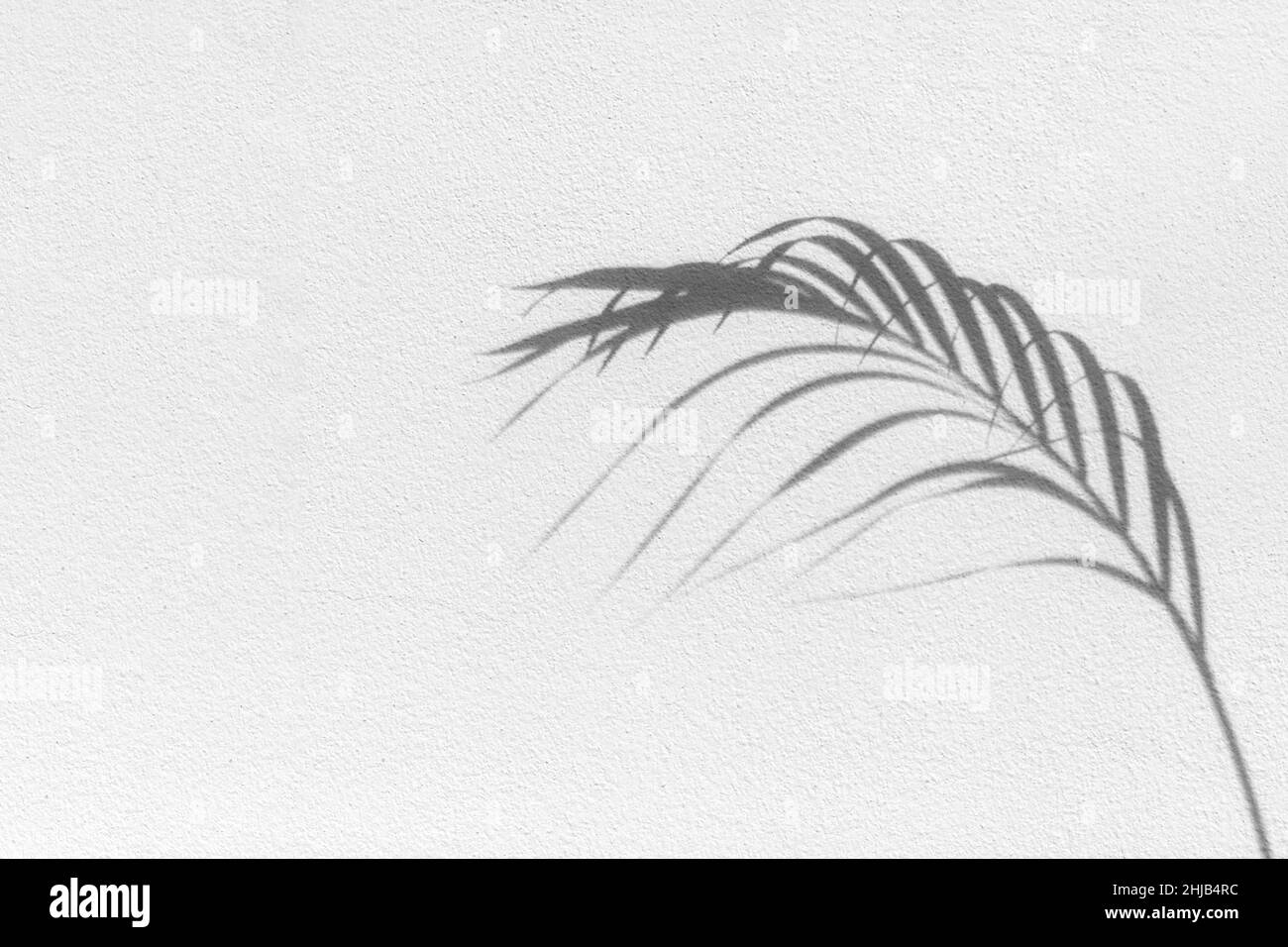 Palmenblatt schwarzer Schatten weiße Texturwand, graue tropische Blätter spiegeln sich auf der hellen Oberfläche, abstrakter Pflanzenzweig Schatten, Sommer Natur Hintergrund Stockfoto