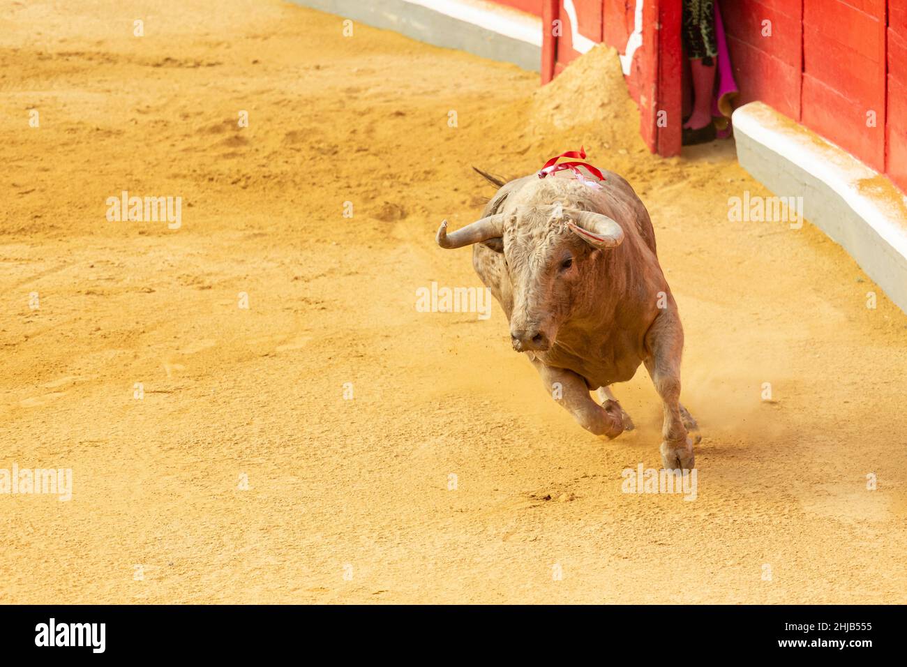 Stierkampf in Spanien. Kulturelle Tradition in Spanien, Frankreich und Lateinamerika. Spanischer Bulle. Stockfoto