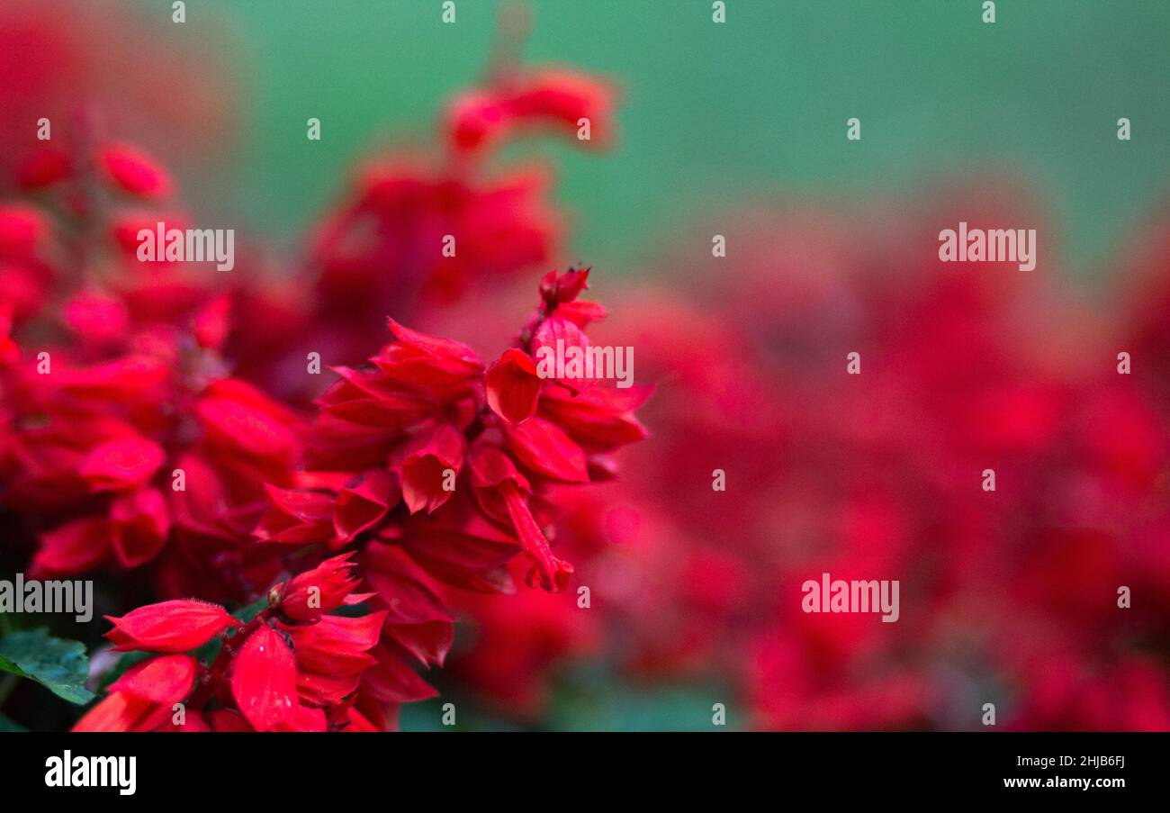 Nahaufnahme von Sträuchern aus rotem Salbei mit blühenden Blumen Stockfoto