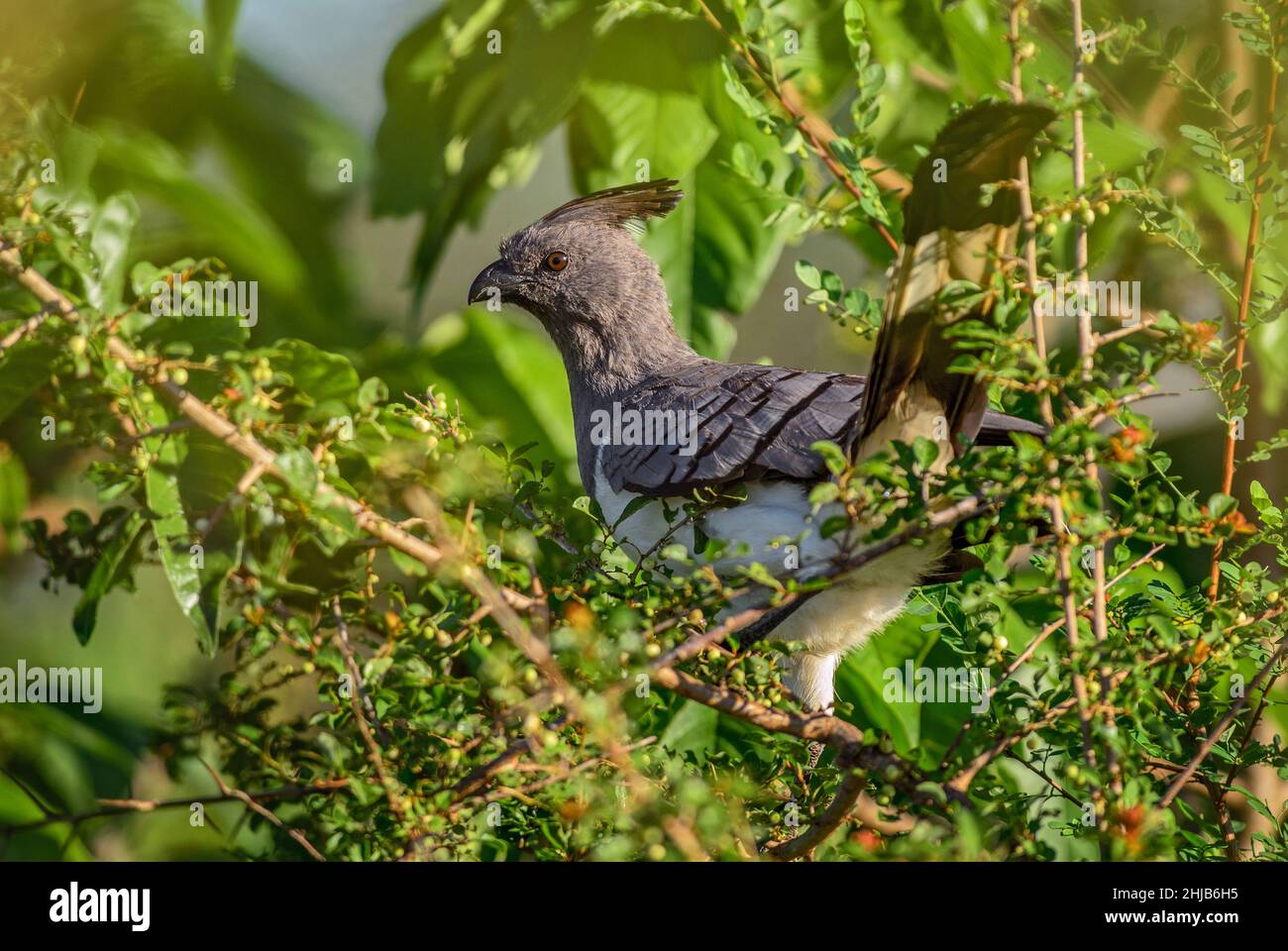 Weißbauchiger Go-Away-Vogel - Crinifer leucogaster, schöner Vogel aus afrikanischen Büschen und Savannen, Tsavo West, Kenia. Stockfoto