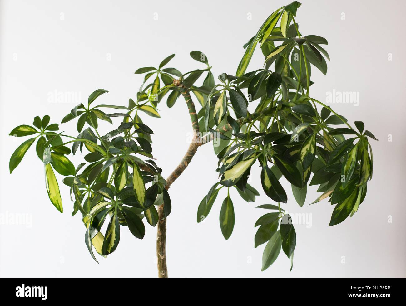 Krone aus Blättern mit dünnem Stamm Schefflera arboricola oder Zwergschirmbaum, benannt auf weißem Hintergrund Stockfoto
