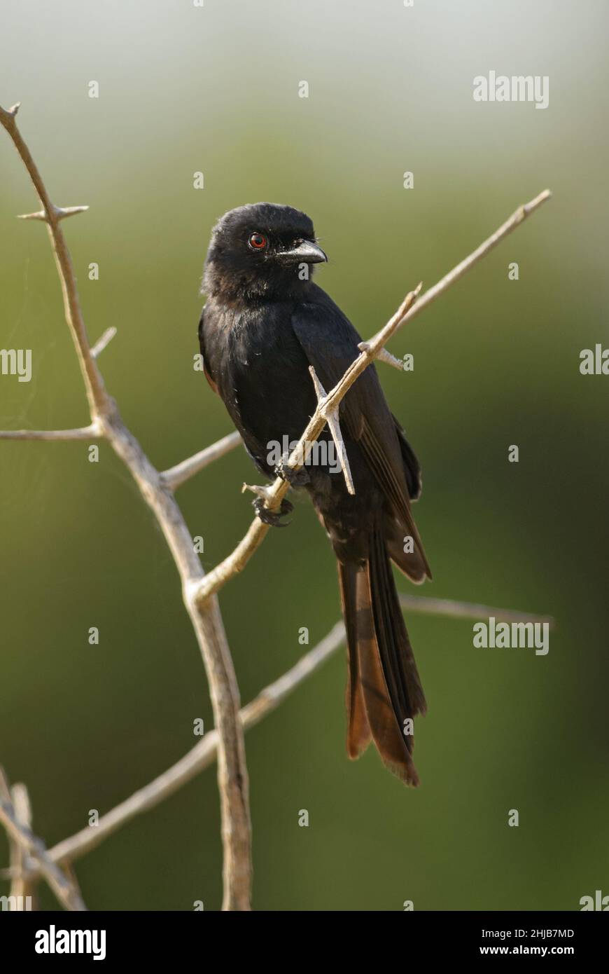 Gabelschwanz-Drongo - Dicrurus adsimilis, schöner schwarzer Langschwanz-Barschvögel aus afrikanischen Büschen, Tsavo West, Kenia. Stockfoto