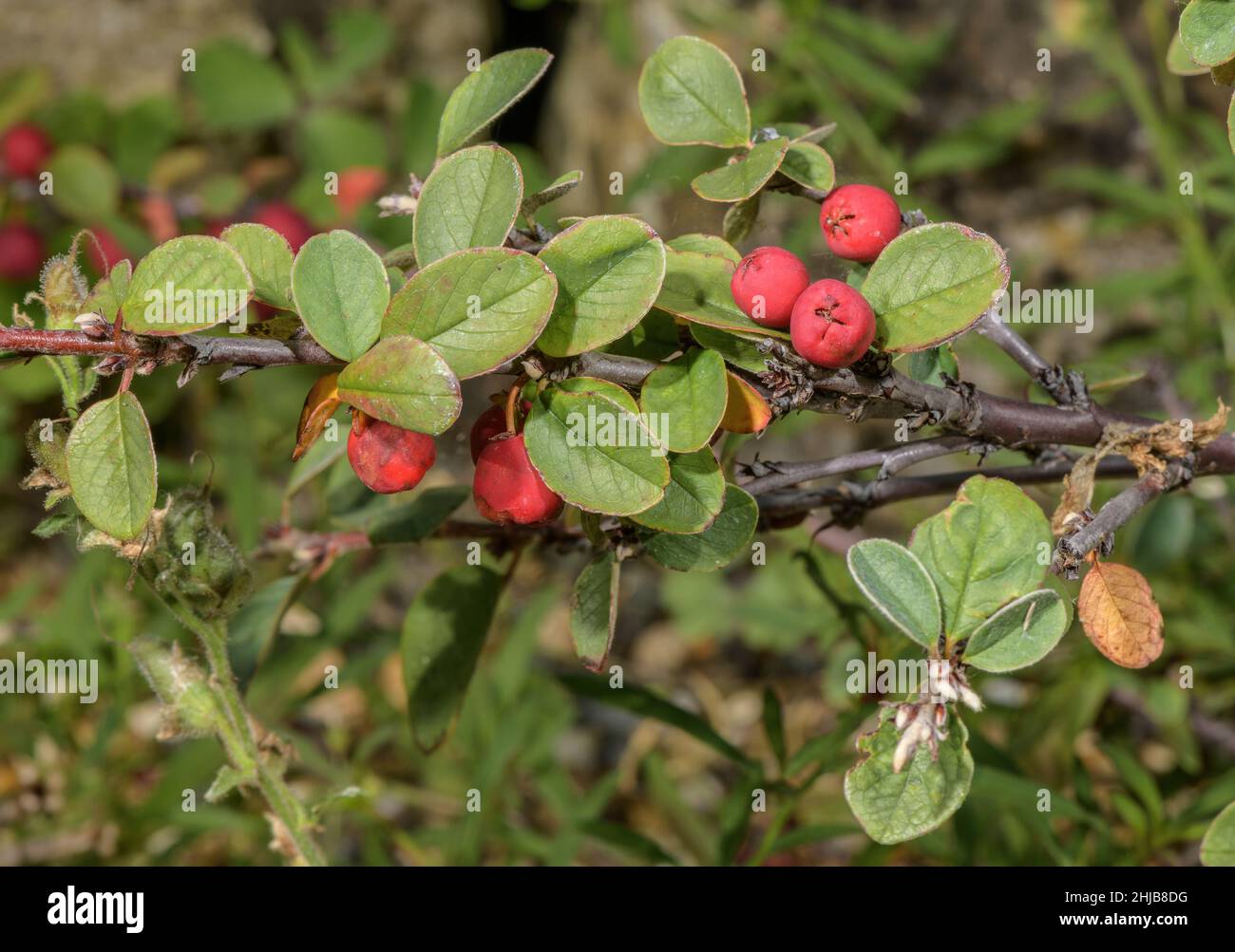 Wilder Cotoneaster, Cotoneaster cambricus in Fruit, Wales. Endemisch. Stockfoto