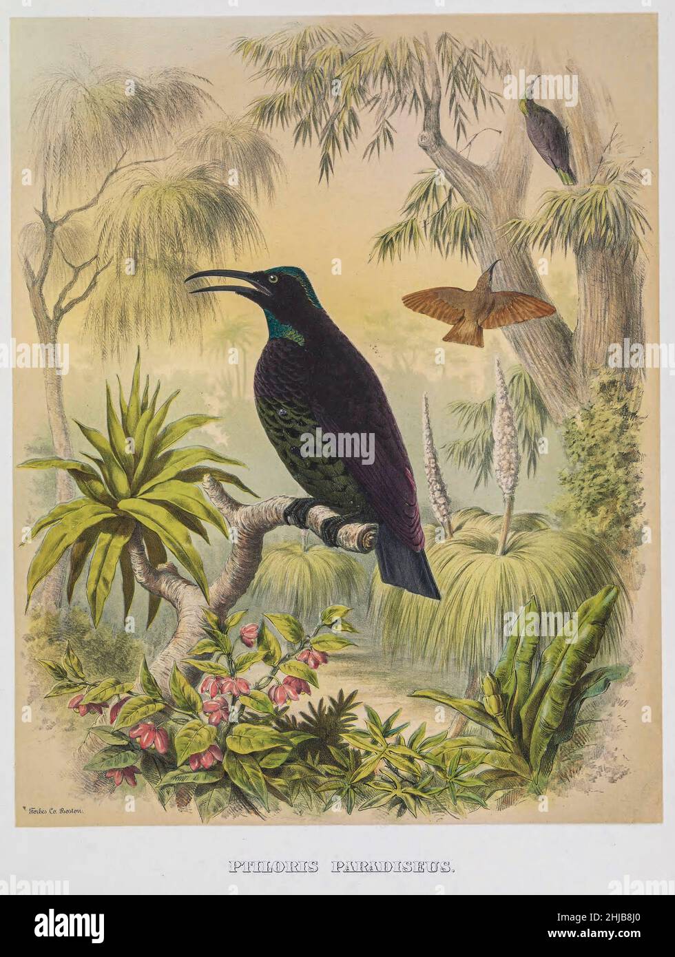 Der Paradiesflügelvögel (Lophorina paradisea) ist ein Singvögel der Familie Paradisaeidae. Früher gehörte sie der Gattung Ptiloris an und wurde seitdem neben anderen Flöhe-Arten in die Gattung Lophorina verlegt. Sie kommt in subtropischen, gemäßigten Regenwäldern in Ostaustralien vor. Die Art ist sexuell dimorph; Das Männchen ist schwarz mit irisierenden blau-grünen Flecken, während das Weibchen grau-braun und weiß ist. Getönte Lithographie illustriert von Joseph Smit, aus dem Buch "die schönen und neugierigen Vögel der Welt" von Charles Barney Cory, Veröffentlicht vom Autor für die Abonnenten Bos Stockfoto