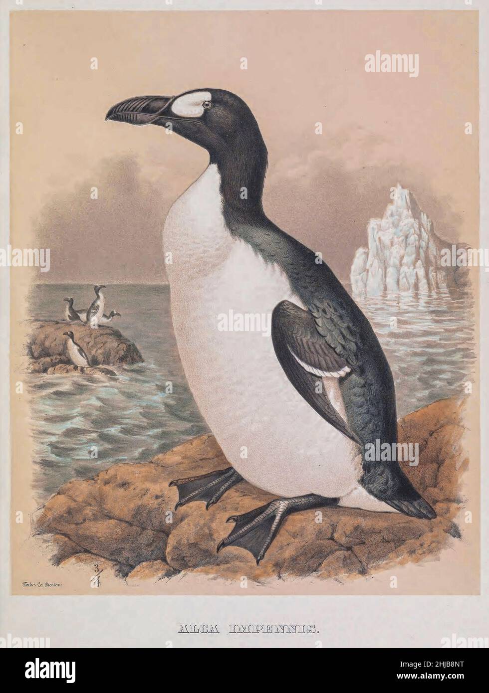 Die große Auche (Pinguinus impennis) ist eine Art von flugunem Alcid