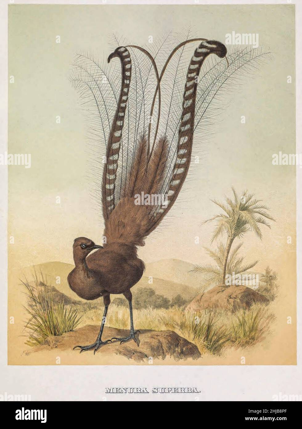 Der hervorragende Lyrebird (Menura novaehollandiae hier als Menura superba) ist ein australischer singvögel, eine von zwei Arten aus der Familie der Menuridae. Er ist einer der größten Singvögel der Welt und bekannt für seine aufwendigen Schwanzausführungen und Balzdarstellungen sowie seine ausgezeichnete Mimikry. Die Art ist endemisch in Australien und wird im Wald im Südosten des Landes gefunden getönte Lithographie von Joseph Smit illustriert, aus dem Buch "die schönen und neugierigen Vögel der Welt" von Charles Barney Cory, Veröffentlicht vom Autor für die Abonnenten Boston USA 1883. Die Platten sind getönte Lithographien, einige mit Stockfoto