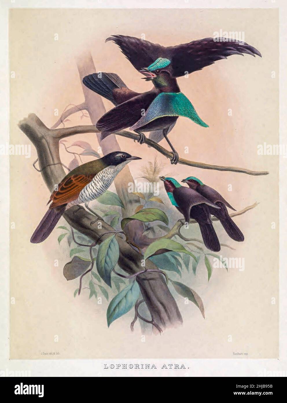 Lophorina atra (Superb Bird of Paradise) getönte Lithographie illustriert von Joseph Smit, aus dem Buch "die schönen und neugierigen Vögel der Welt" von Charles Barney Cory, Veröffentlicht vom Autor für die Abonnenten Boston USA 1883. Die Platten sind getönte Lithographien, einige mit zusätzlicher Handfärbung Stockfoto